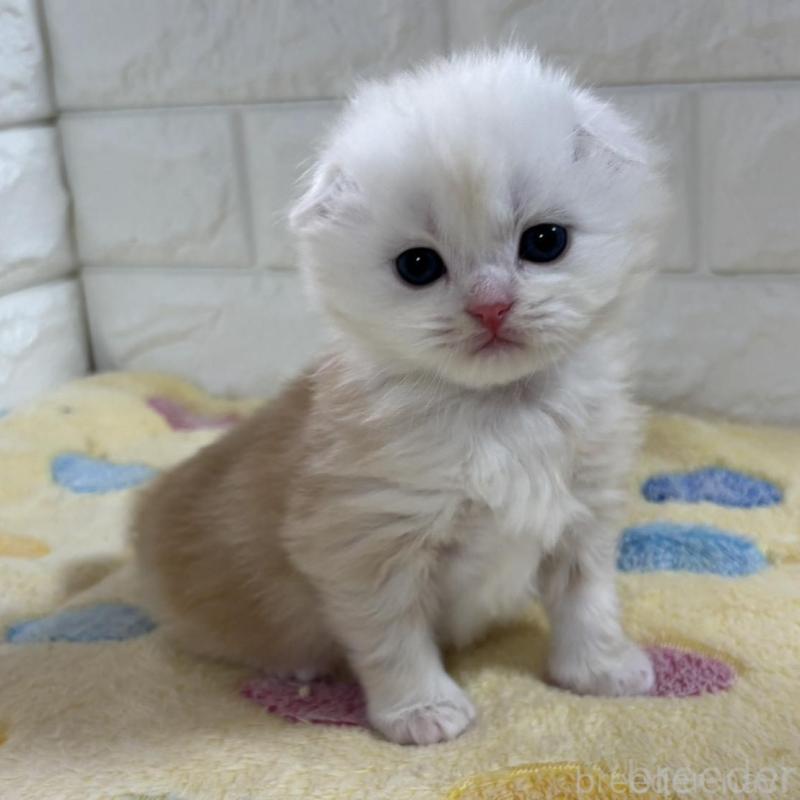 販売中の山梨県のスコティッシュフォールド(折れ耳)-136252の5枚目