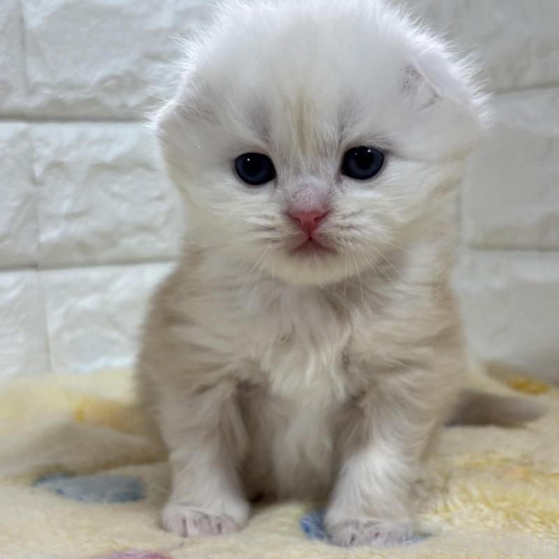 販売中の山梨県のスコティッシュフォールド(折れ耳)-136252の4枚目