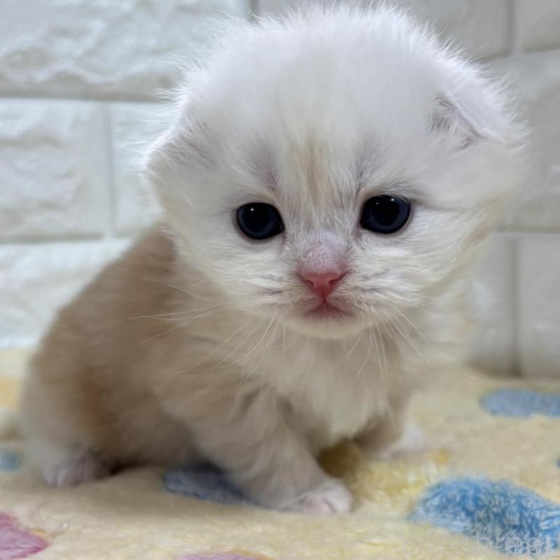 販売中の山梨県のスコティッシュフォールド(折れ耳)-136252