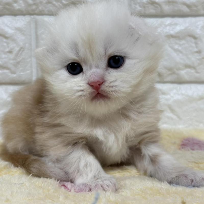 販売中の山梨県のスコティッシュフォールド(折れ耳)-136252の3枚目