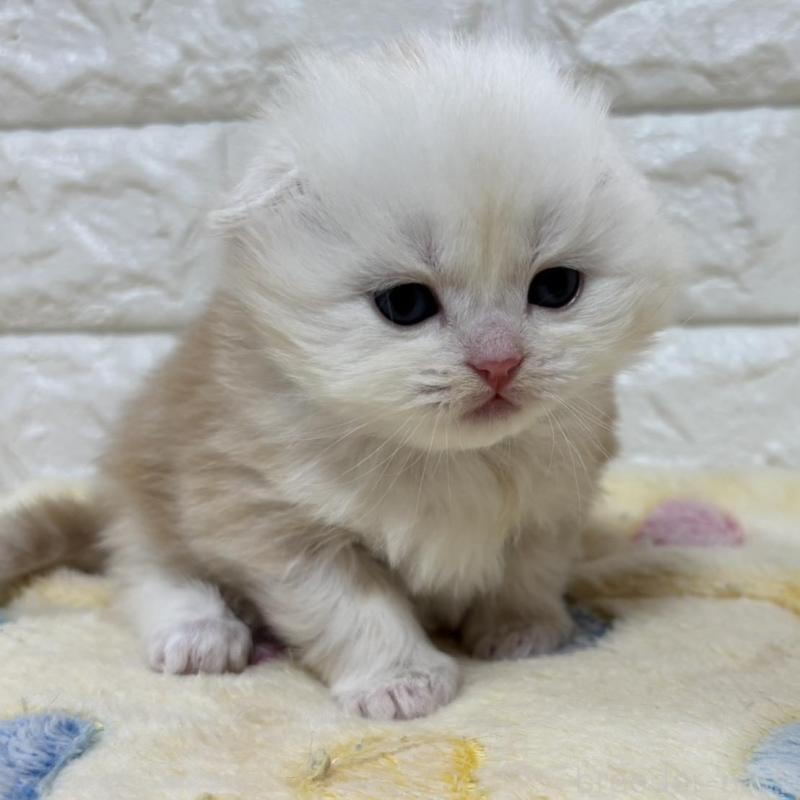 販売中の山梨県のスコティッシュフォールド(折れ耳)-136252の2枚目