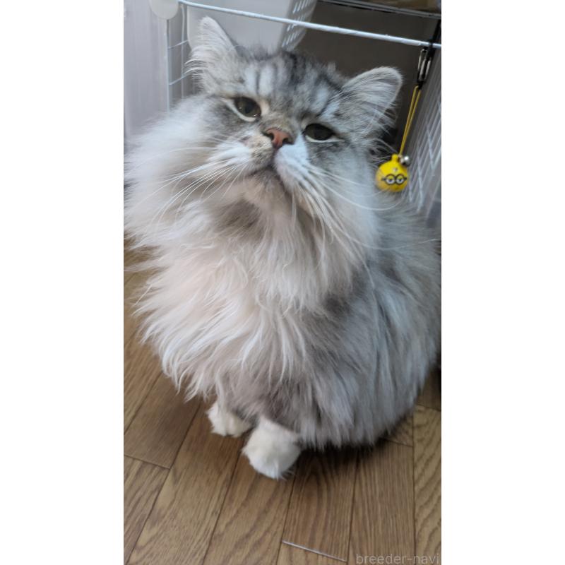 販売中の大阪府のミヌエット-121834の5枚目