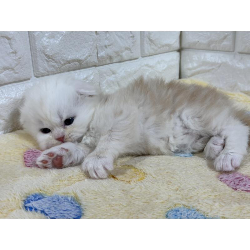 販売中の山梨県のスコティッシュフォールド(折れ耳)-136254の11枚目