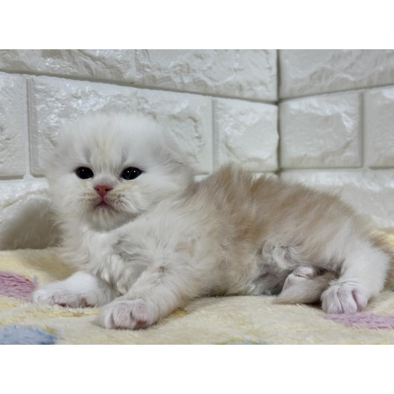 販売中の山梨県のスコティッシュフォールド(折れ耳)-136254の9枚目