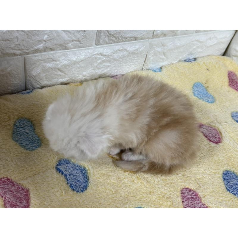 販売中の山梨県のスコティッシュフォールド(折れ耳)-136254の8枚目