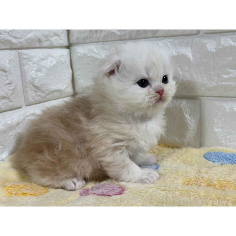 販売中の山梨県のスコティッシュフォールド(折れ耳)-136254の7枚目