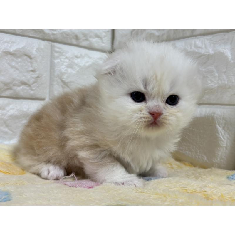 販売中の山梨県のスコティッシュフォールド(折れ耳)-136254の6枚目