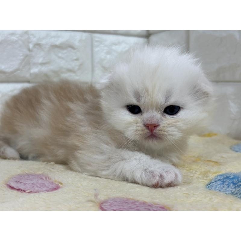 販売中の山梨県のスコティッシュフォールド(折れ耳)-136254の5枚目