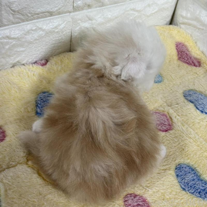 販売中の山梨県のスコティッシュフォールド(折れ耳)-136254の3枚目