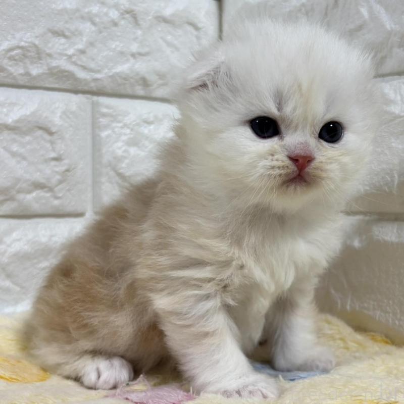 販売中の山梨県のスコティッシュフォールド(折れ耳)-136254