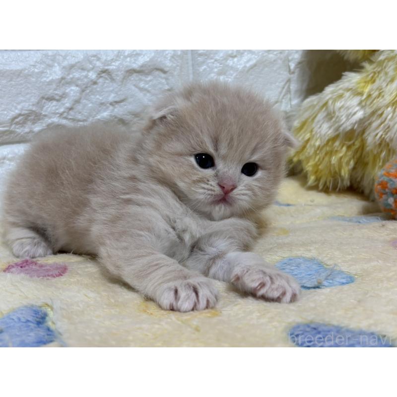 販売中の山梨県のスコティッシュフォールド(折れ耳)-136255の10枚目