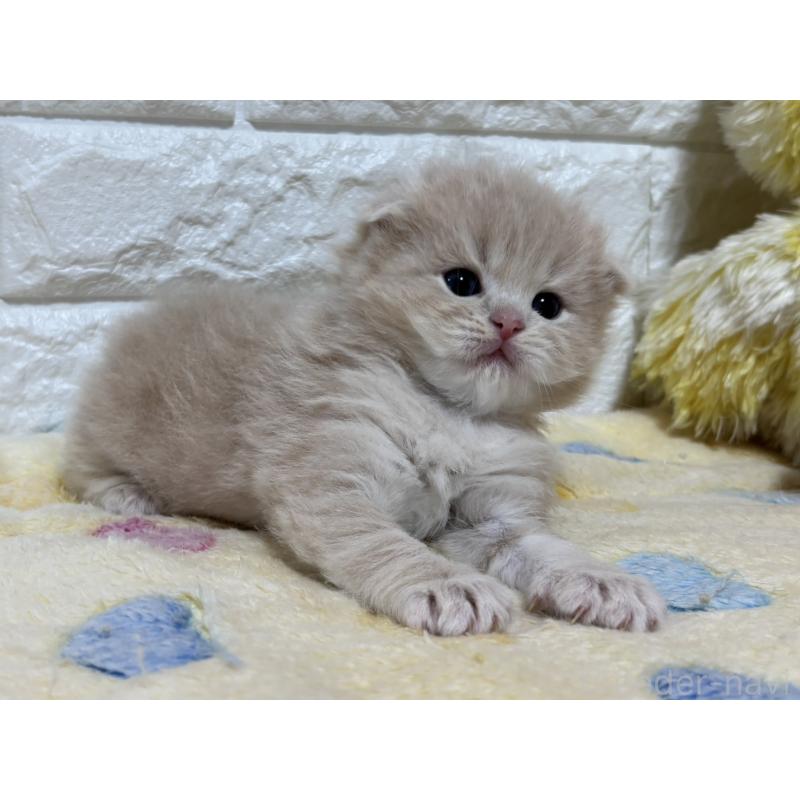 販売中の山梨県のスコティッシュフォールド(折れ耳)-136255の8枚目