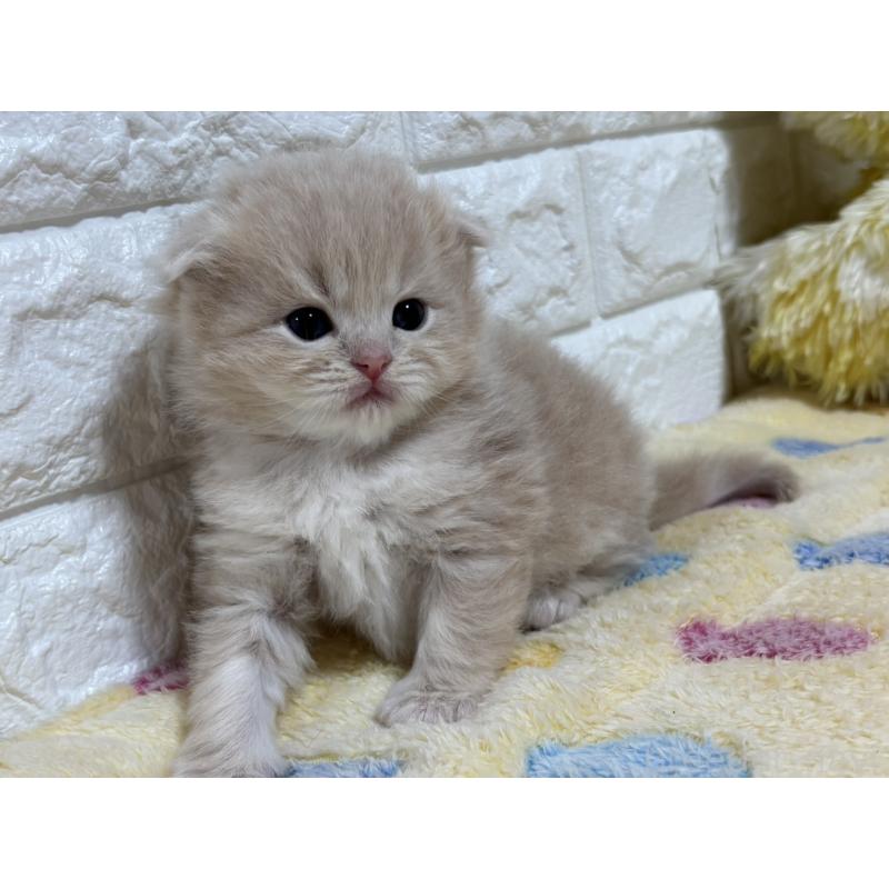 販売中の山梨県のスコティッシュフォールド(折れ耳)-136255の7枚目