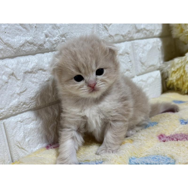 販売中の山梨県のスコティッシュフォールド(折れ耳)-136255の6枚目