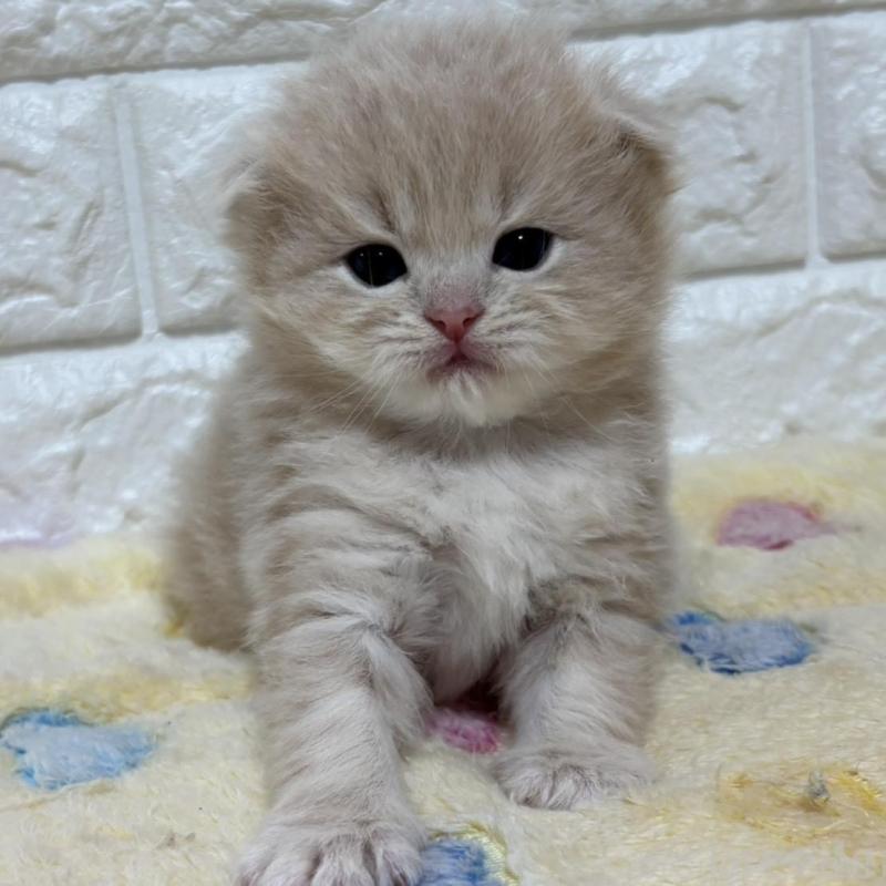 販売中の山梨県のスコティッシュフォールド(折れ耳)-136255の4枚目