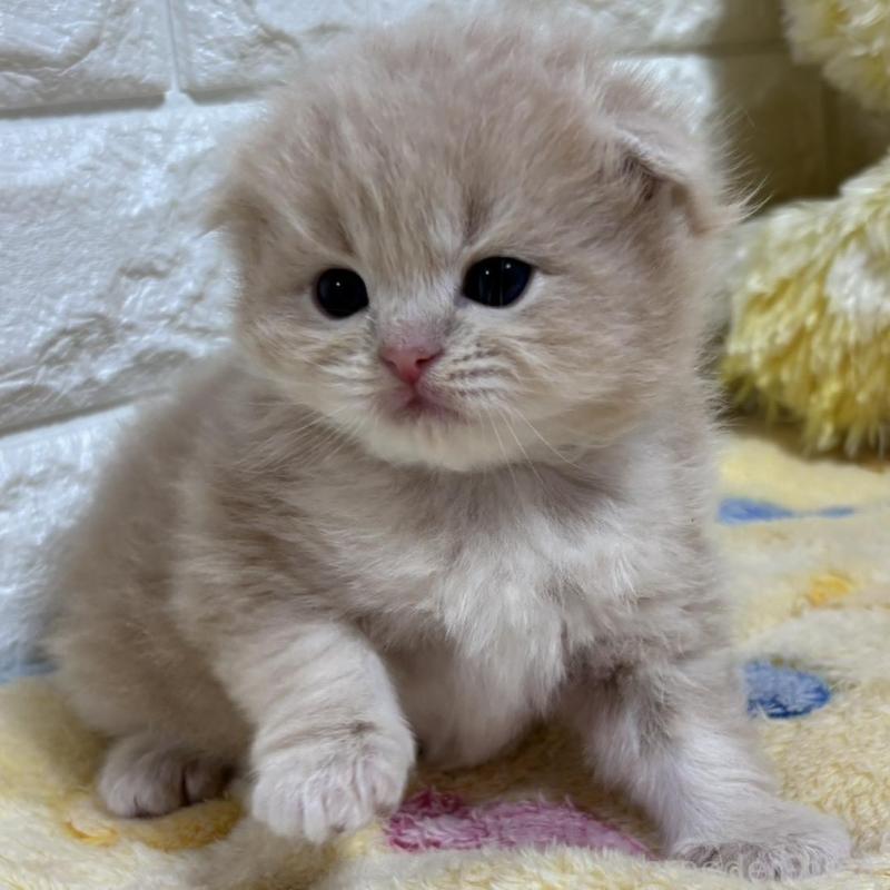 販売中の山梨県のスコティッシュフォールド(折れ耳)-136255の3枚目