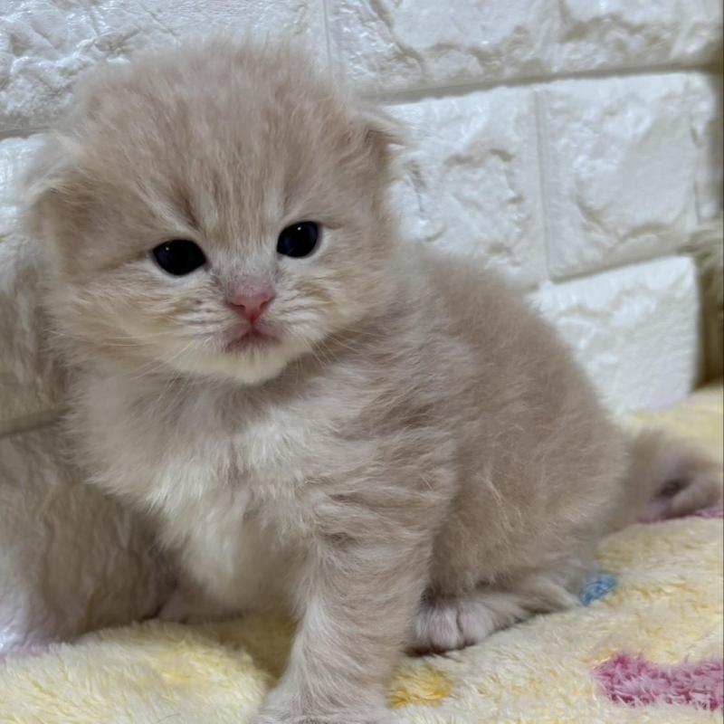 販売中の山梨県のスコティッシュフォールド(折れ耳)-136255の2枚目