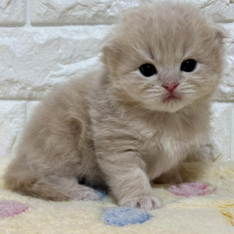 販売中の山梨県のスコティッシュフォールド(折れ耳)-136255