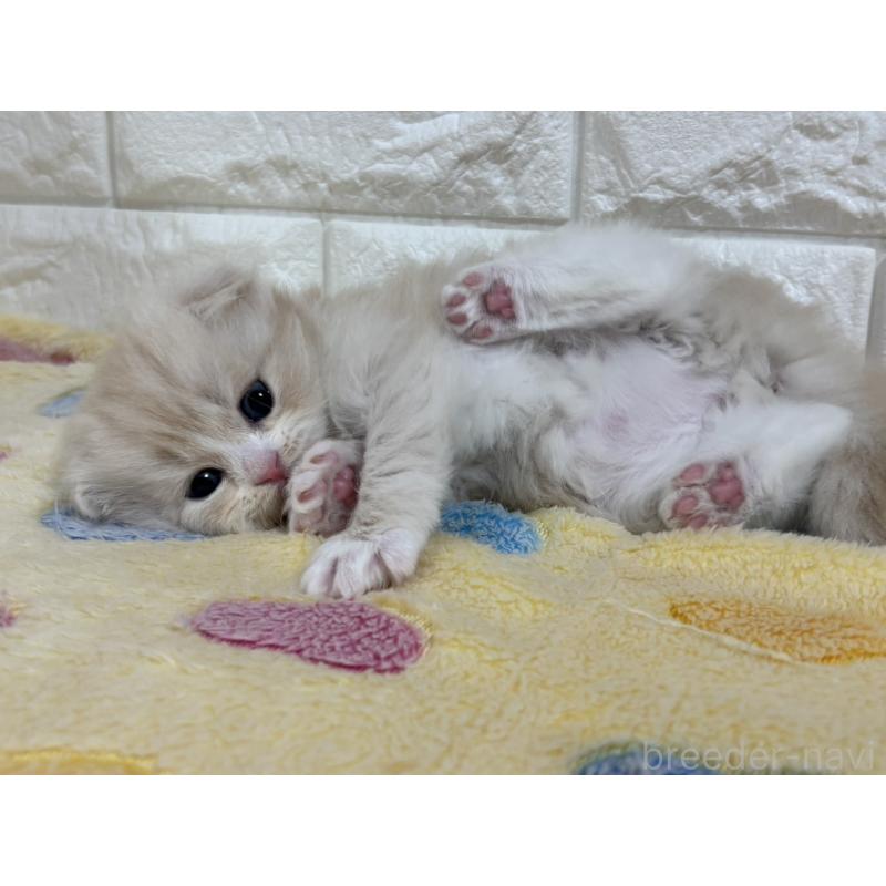 販売中の山梨県のスコティッシュフォールド(折れ耳)-136256の9枚目