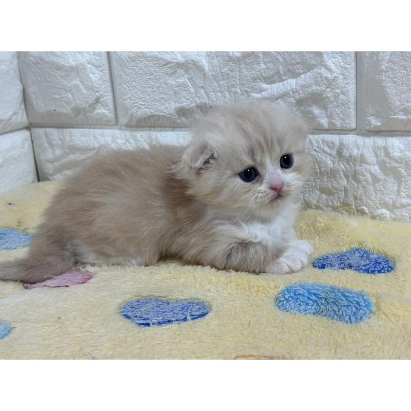 販売中の山梨県のスコティッシュフォールド(折れ耳)-136256の7枚目