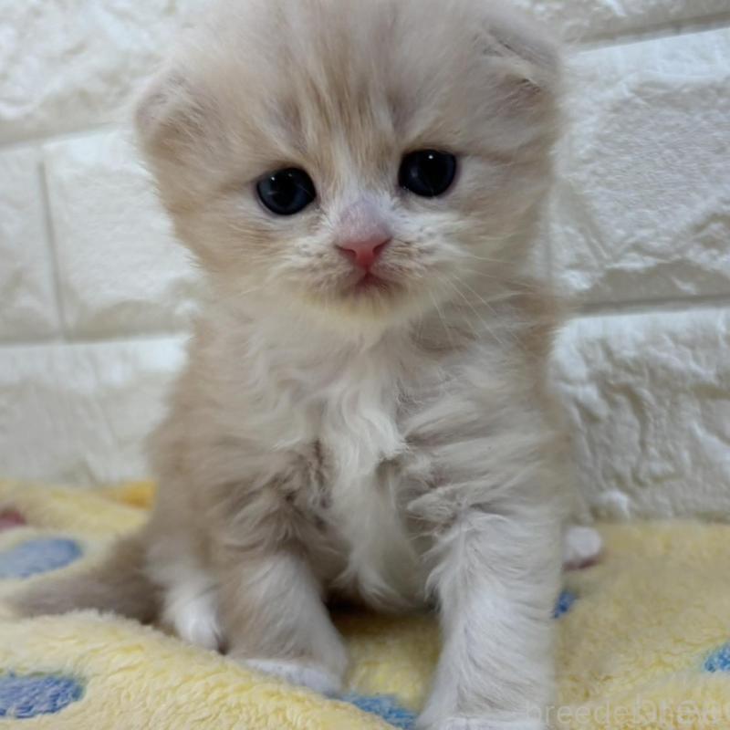 販売中の山梨県のスコティッシュフォールド(折れ耳)-136256の6枚目