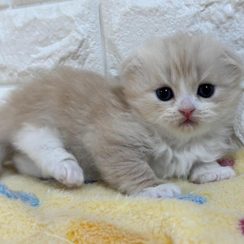 販売中の山梨県のスコティッシュフォールド(折れ耳)-136256の5枚目