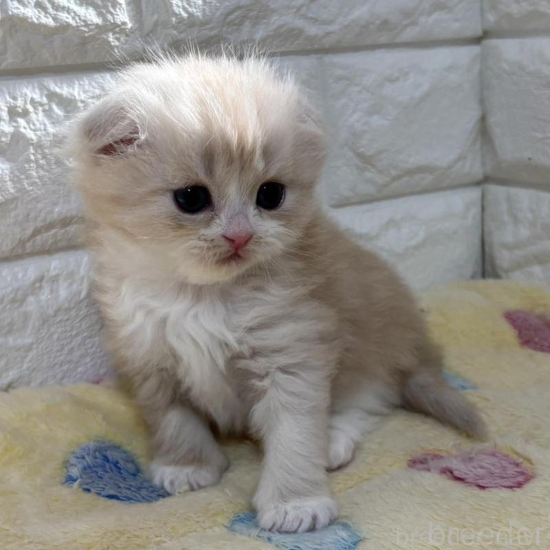 販売中の山梨県のスコティッシュフォールド(折れ耳)-136256の3枚目