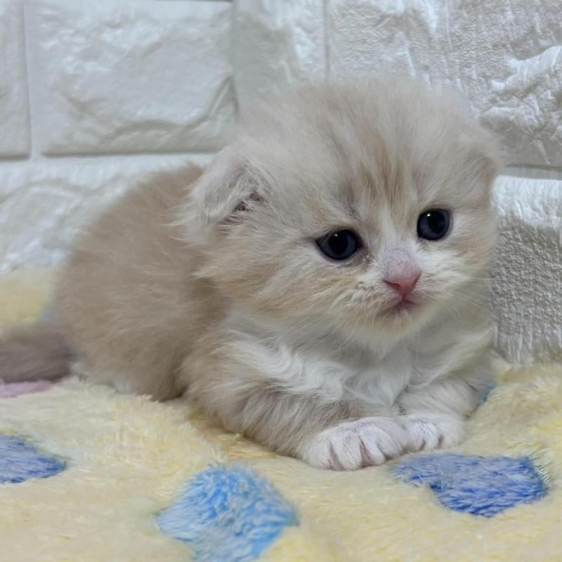 販売中の山梨県のスコティッシュフォールド(折れ耳)-136256の2枚目