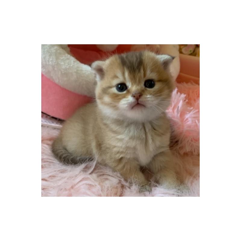 販売中の茨城県のスコティッシュフォールド(折れ耳)-136257の9枚目