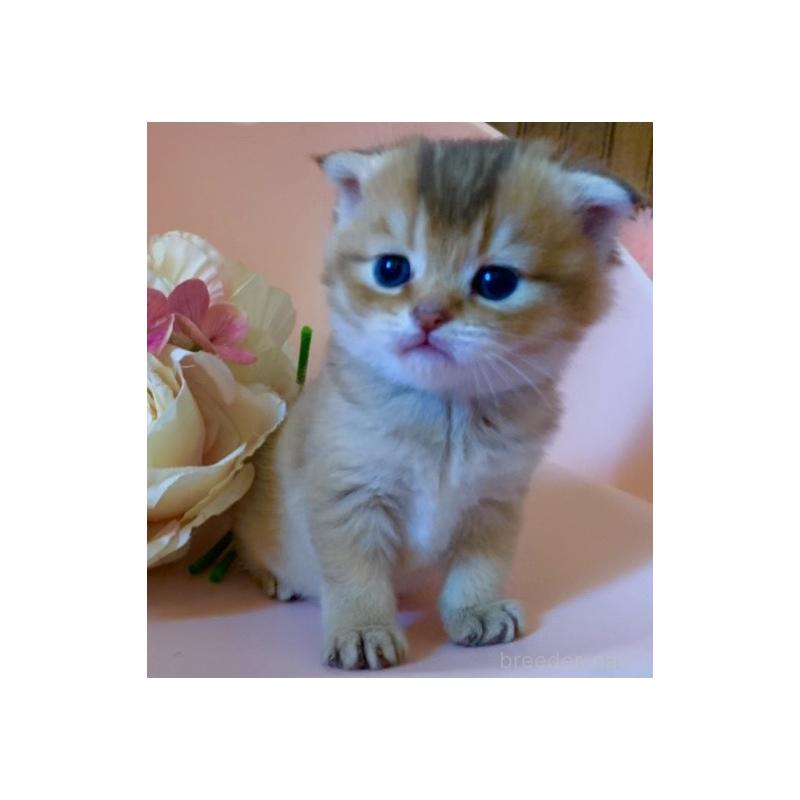 販売中の茨城県のスコティッシュフォールド(折れ耳)-136257の8枚目