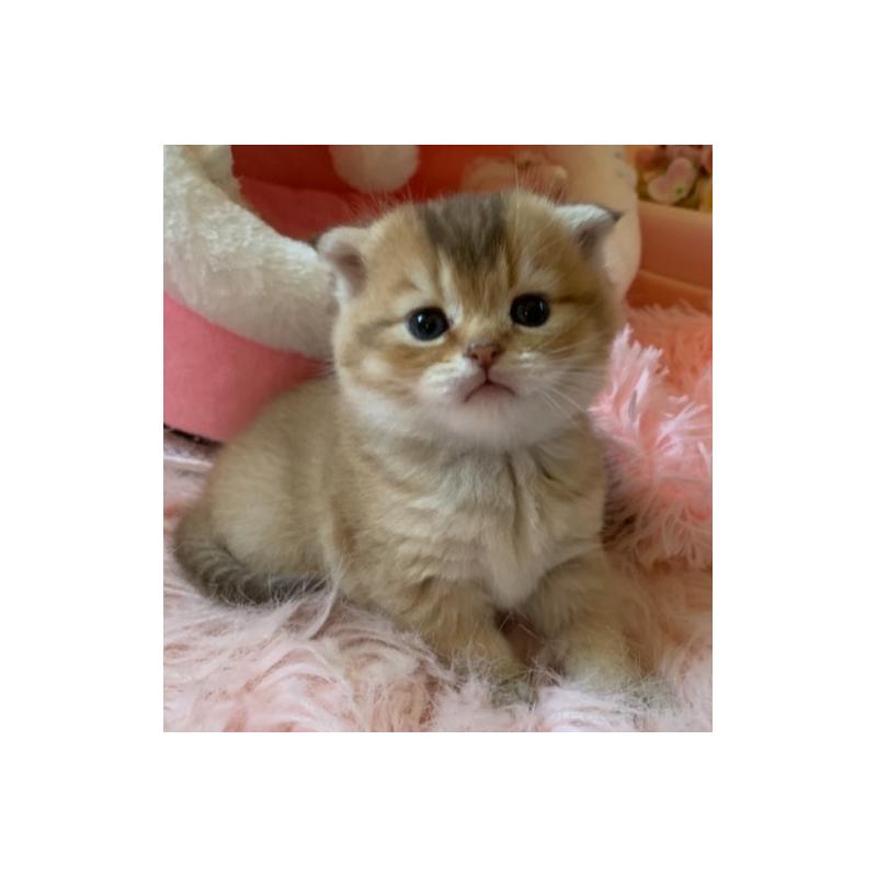 販売中の茨城県のスコティッシュフォールド(折れ耳)-136257の7枚目