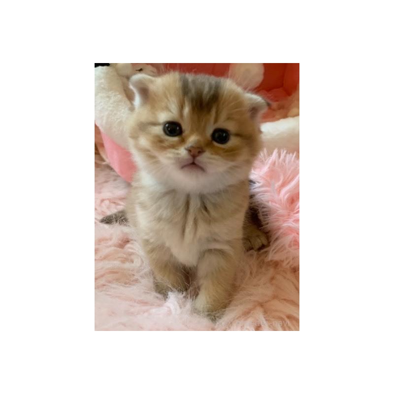 販売中の茨城県のスコティッシュフォールド(折れ耳)-136257の6枚目