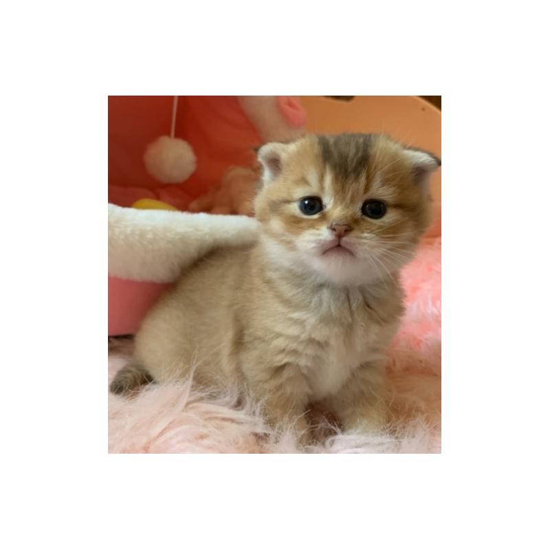 販売中の茨城県のスコティッシュフォールド(折れ耳)-136257の3枚目