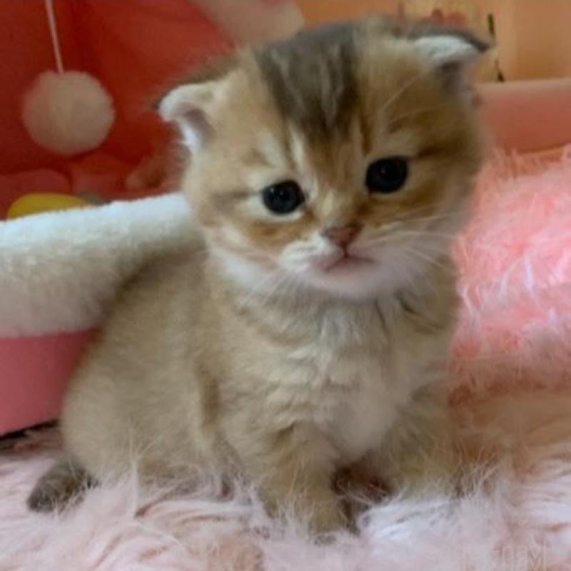 販売中の茨城県のスコティッシュフォールド(折れ耳)-136257の1枚目