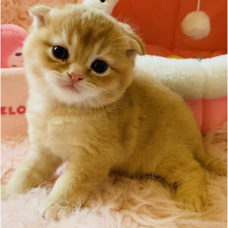 販売中の茨城県のスコティッシュフォールド(折れ耳)-136258の10枚目