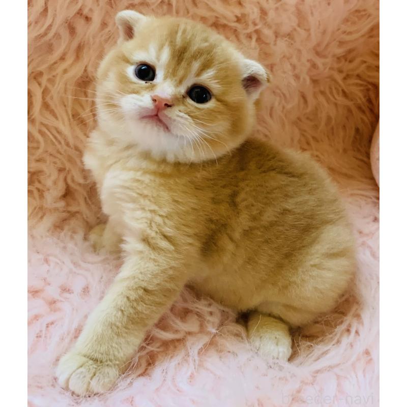 販売中の茨城県のスコティッシュフォールド(折れ耳)-136258の9枚目