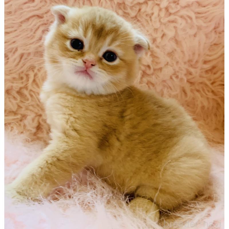 販売中の茨城県のスコティッシュフォールド(折れ耳)-136258の8枚目