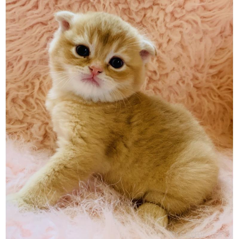 販売中の茨城県のスコティッシュフォールド(折れ耳)-136258の7枚目