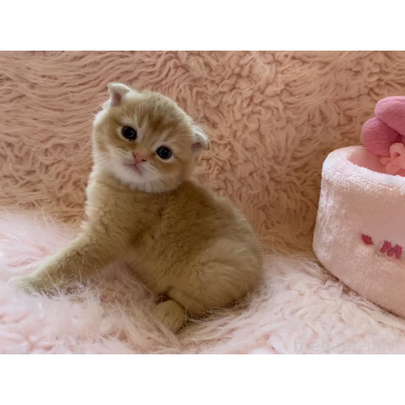 販売中の茨城県のスコティッシュフォールド(折れ耳)-136258の6枚目