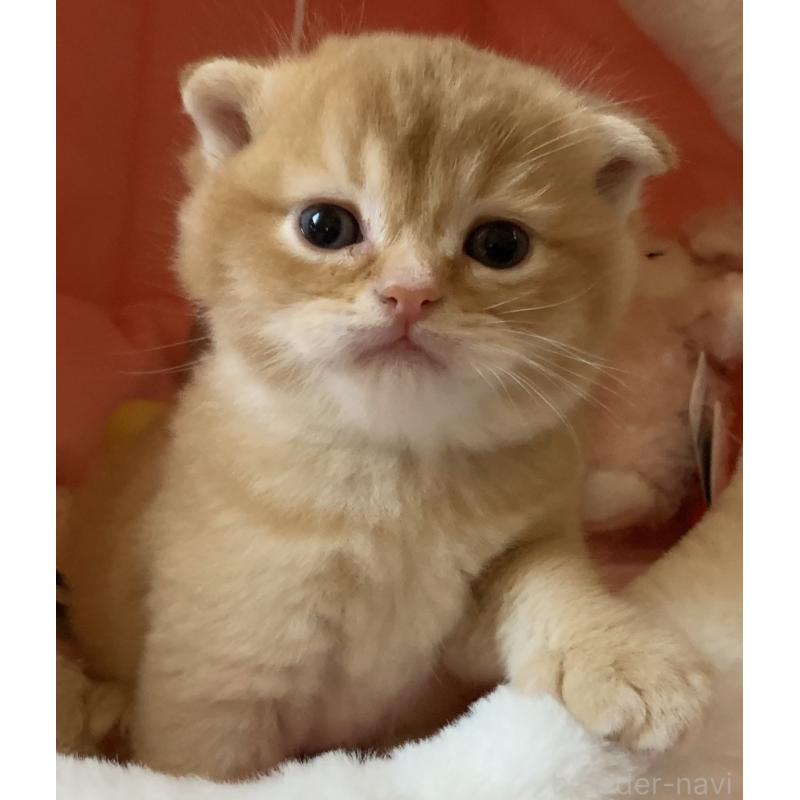 販売中の茨城県のスコティッシュフォールド(折れ耳)-136258の5枚目