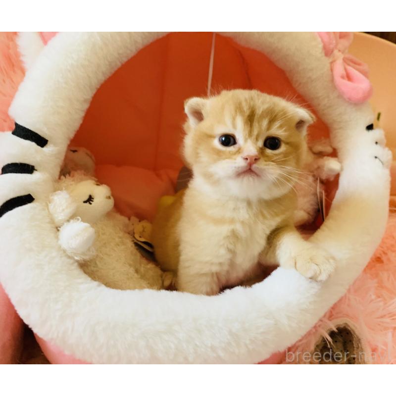 販売中の茨城県のスコティッシュフォールド(折れ耳)-136258の4枚目