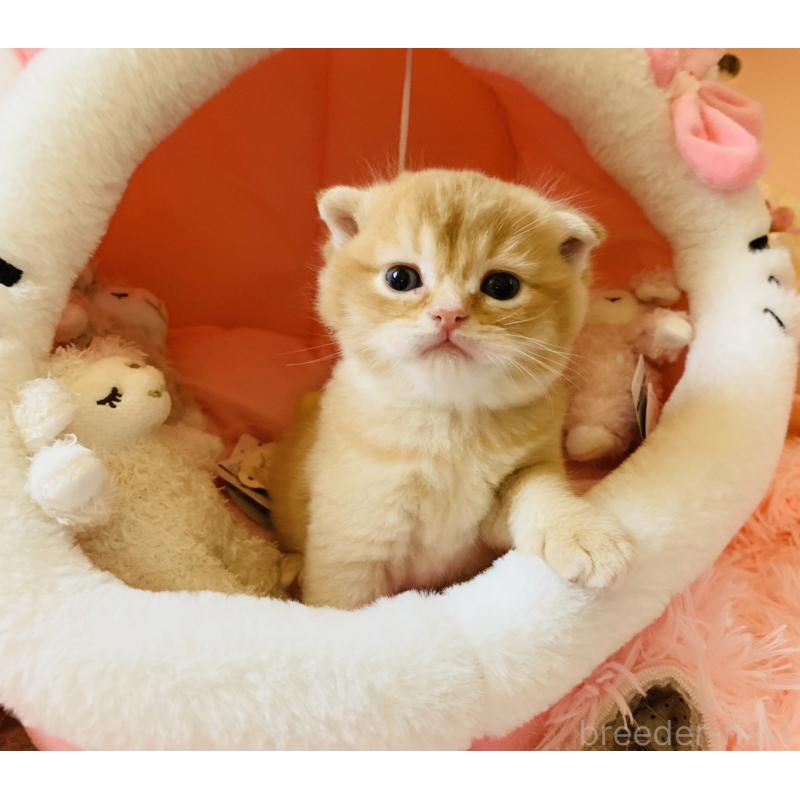 販売中の茨城県のスコティッシュフォールド(折れ耳)-136258の2枚目