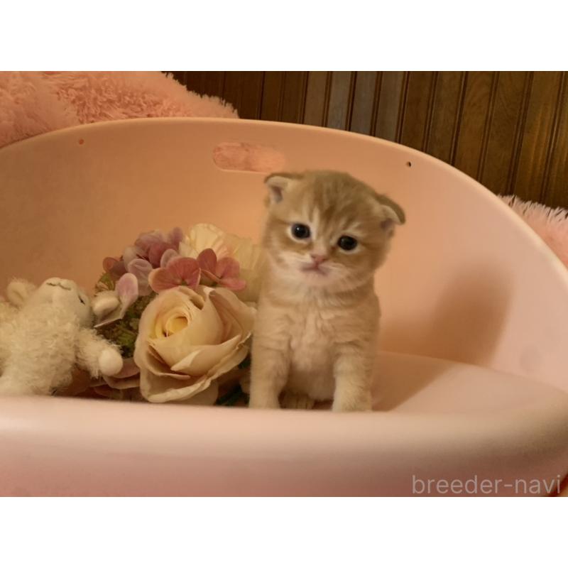 販売中の茨城県のスコティッシュフォールド(折れ耳)-136258の3枚目