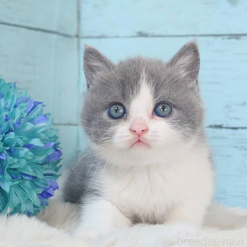 販売中ののブリティッシュショートヘア-136259