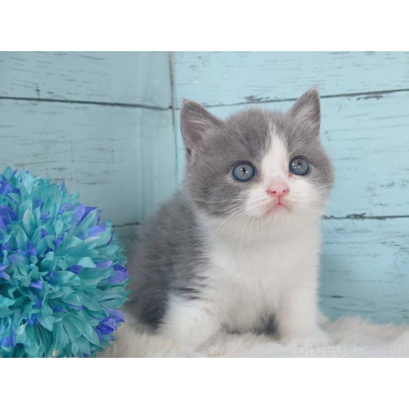 販売中の東京都のブリティッシュショートヘア-136259の5枚目