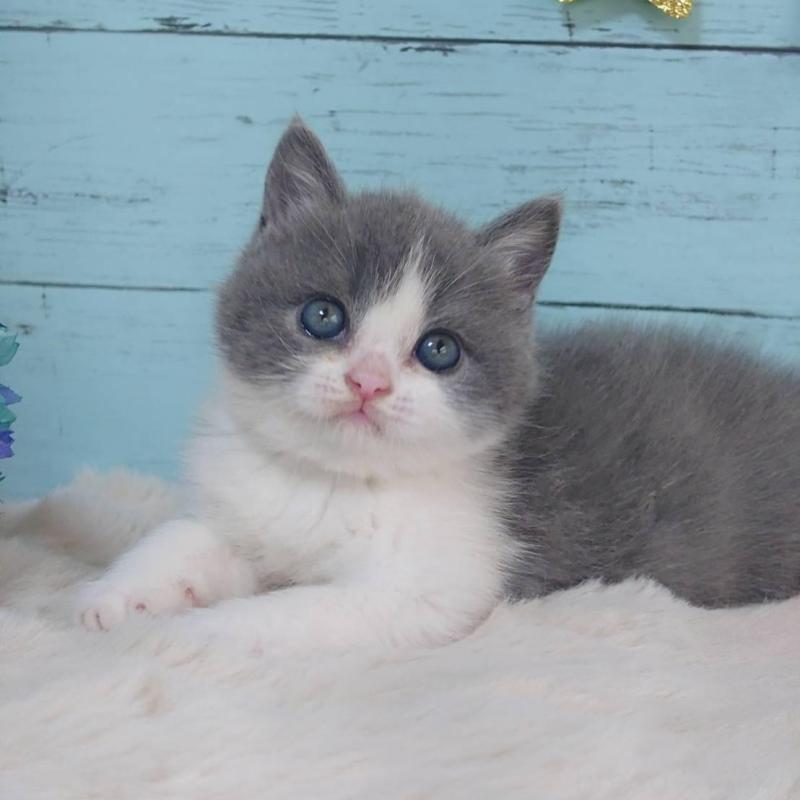 販売中の東京都のブリティッシュショートヘア-136259の4枚目