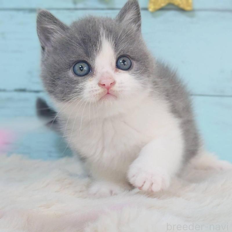 販売中の東京都のブリティッシュショートヘア-136259の3枚目