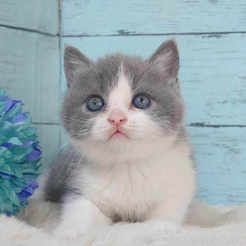 販売中の東京都のブリティッシュショートヘア-136259の2枚目