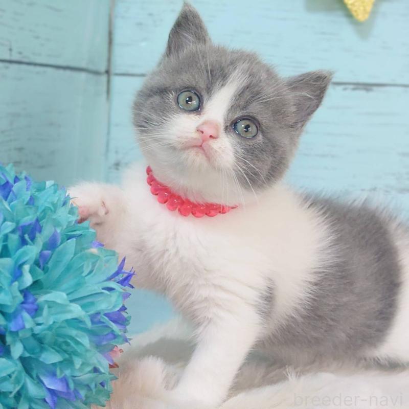 販売中の東京都のブリティッシュショートヘア-136260の6枚目