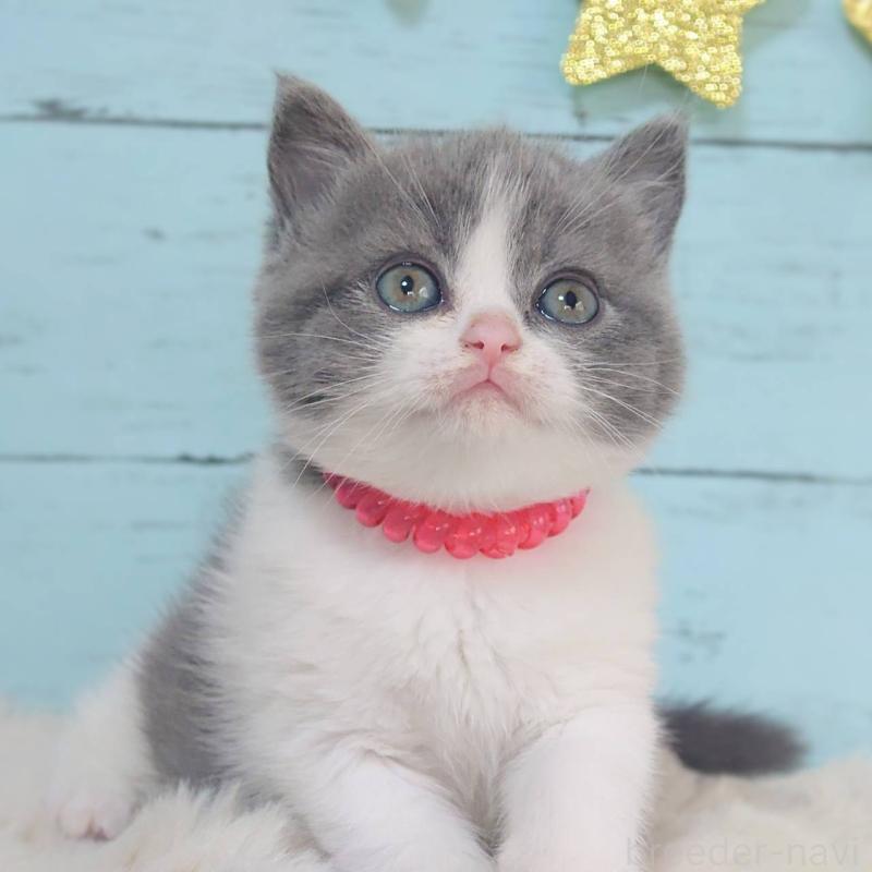 販売中の東京都のブリティッシュショートヘア-136260の5枚目